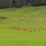 Birke - Bergerhoeh